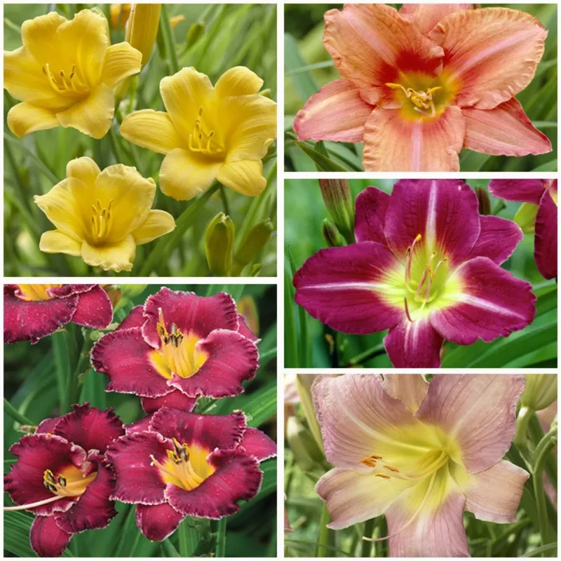 50 Lily Bulbs for Planting, Mixed Lily Bulbs, Sprouted Asiatic Lily Bulbs, Oriental Lily Bulbs Outdoors