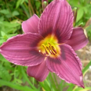15 Daylily Bulbs for Planting, Purple Daylilies Bulbs, Daylily Flower Bulbs Roots