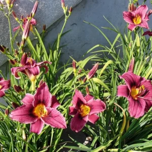 15 Daylily Bulbs for Planting, Purple Daylilies Bulbs, Daylily Flower Bulbs Roots