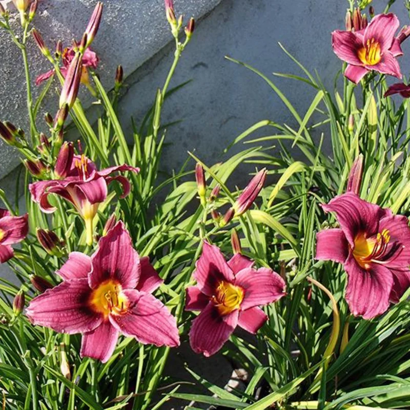 15 Daylily Bulbs for Planting, Purple Daylilies Bulbs, Daylily Flower Bulbs Roots