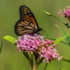 2 Swamp Milkweed Asclepias Incarnata Plants Live, Pink Milkweed Plants, Swamp Milkweed Plant for Planting Outdoor