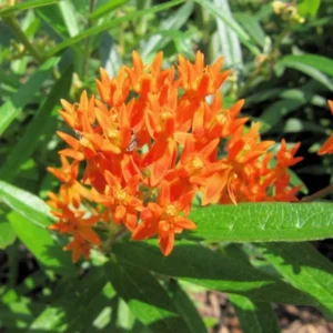 2 Butterfly Milkweed Plants Live, Orange Milkweed Plants, Asclepias Tuberosa Plant, Live Milkweed Plants, Milkweed Live Plant for Planting Outdoor