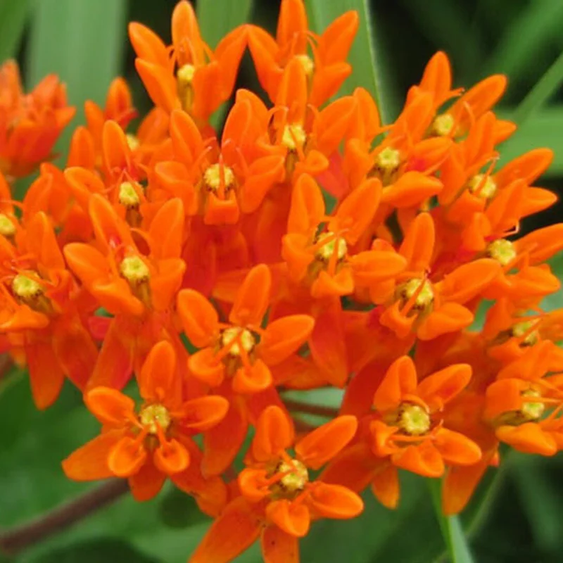 2 Butterfly Milkweed Plants Live, Orange Milkweed Plants, Asclepias Tuberosa Plant, Live Milkweed Plants, Milkweed Live Plant for Planting Outdoor