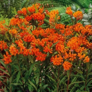 2 Butterfly Milkweed Plants Live, Orange Milkweed Plants, Asclepias Tuberosa Plant, Live Milkweed Plants, Milkweed Live Plant for Planting Outdoor