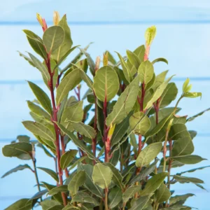Bay Leaf Plant Live for Planting, Bay Laurel Tree Live Plant, Laurus Nobilis Bay Leaf Tree, Bay Leaves Plant 4