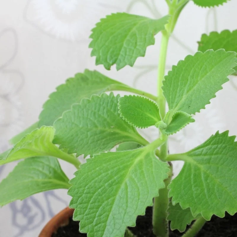 Cuban Oregano Plant Live, Mexican Oregano Plants, Spanish Thyme Plant for Planting 3" to 6" Tall Outdoor