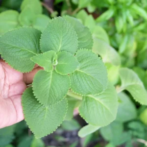 Cuban Oregano Plant Live, Mexican Oregano Plants, Spanish Thyme Plant for Planting 3