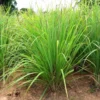 Lemon Grass Live Plant, Live Lemon Grass Plants For Outside, Lemongrass Plants Live Indoor, 2 Plants Outdoor