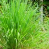 Lemon Grass Plants, Set 3 Live Rooted Lemongrass Plant, Lemon Grass Live Plant Outdoor Indoor
