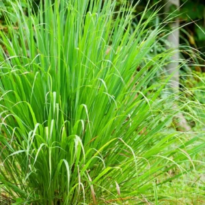 Lemon Grass Plants, Set 3 Live Rooted Lemongrass Plant, Lemon Grass Live Plant Outdoor Indoor