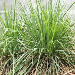 Lemon Grass Live Plant, Live Lemon Grass Plants For Outside, Lemongrass Plants Live Indoor, 2 Plants Outdoor