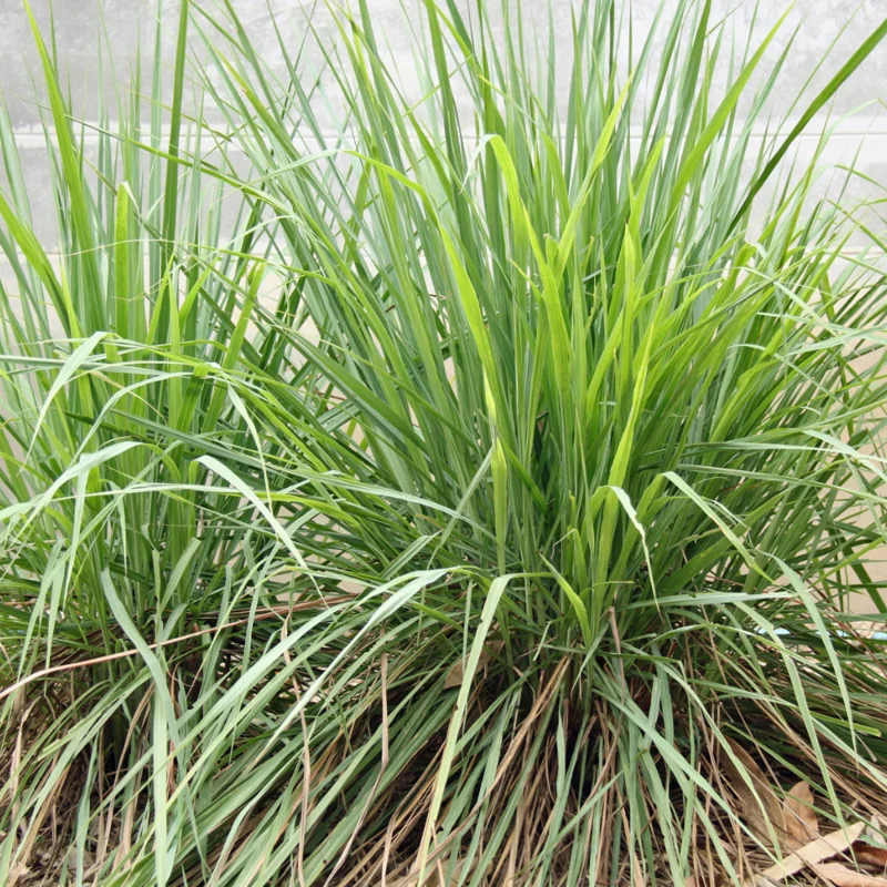 Lemon Grass Live Plant, Live Lemon Grass Plants For Outside, Lemongrass Plants Live Indoor, 2 Plants Outdoor