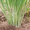 Lemon Grass Plants, Set 3 Live Rooted Lemongrass Plant, Lemon Grass Live Plant Outdoor Indoor