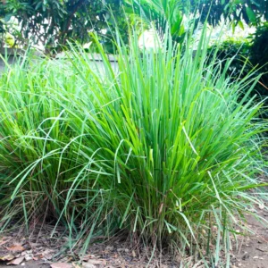 Lemongrass Plants Live, 4 Lemon Grass Live Plant, Rooted Lemongrass Plant for Planting, Lemongrass Stalks Outdoor