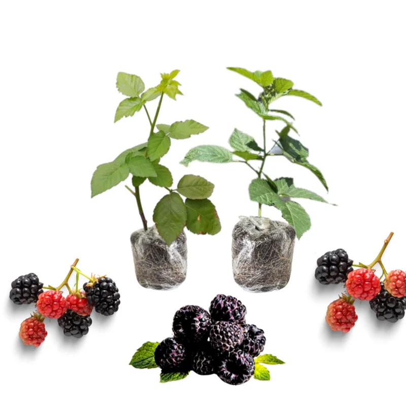 2 Thornless Blackberry Plants Live for Planting, Triple Crown Blackberry Bush Live Plant, Blackberries Plants, Fruit Bushes Outdoor