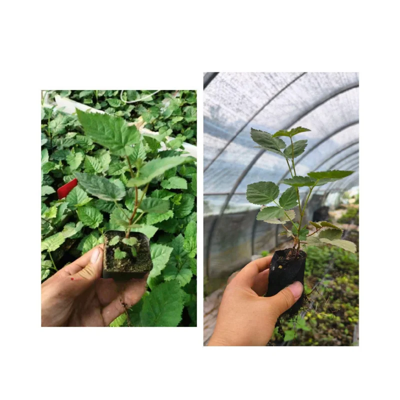 2 Thornless Blackberry Plants Live for Planting, Triple Crown Blackberry Bush Live Plant, Blackberries Plants, Fruit Bushes Outdoor