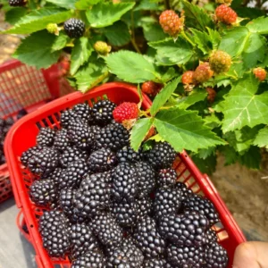 2 Thornless Blackberry Plants Live for Planting, Triple Crown Blackberry Bush Live Plant, Blackberries Plants, Fruit Bushes Outdoor