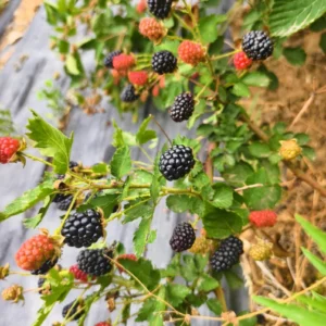 2 Thornless Blackberry Plants Live for Planting, Triple Crown Blackberry Bush Live Plant, Blackberries Plants, Fruit Bushes Outdoor