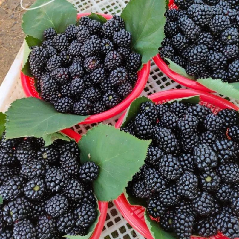 2 Thornless Blackberry Plants Live for Planting, Triple Crown Blackberry Bush Live Plant, Blackberries Plants, Fruit Bushes Outdoor