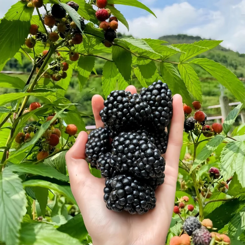 2 Thornless Blackberry Plants Live for Planting, Triple Crown Blackberry Bush Live Plant, Blackberries Plants, Fruit Bushes Outdoor