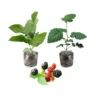Set 2 Blackberry Plants Live, Navaho Blackberries Plants for Planting, Blackberry Bush Live Plant, Fruit Trees Live Plant Outdoor