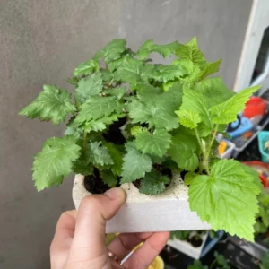 Set 2 Blackberry Plants Live, Navaho Blackberries Plants for Planting, Blackberry Bush Live Plant, Fruit Trees Live Plant Outdoor