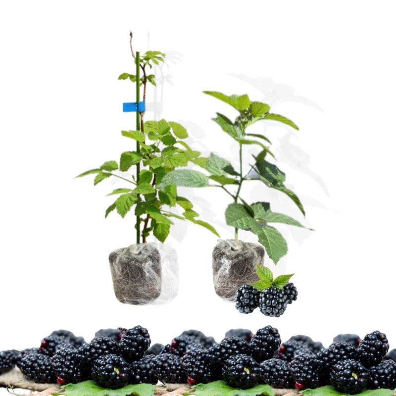 Aparaho Blackberry Plants, Set 2 Thornless Blackberry Plants Live for Planting, Blackberry Fruit Trees Live Plants, Blackberries Plants, Blackberry Bushes Outdoor