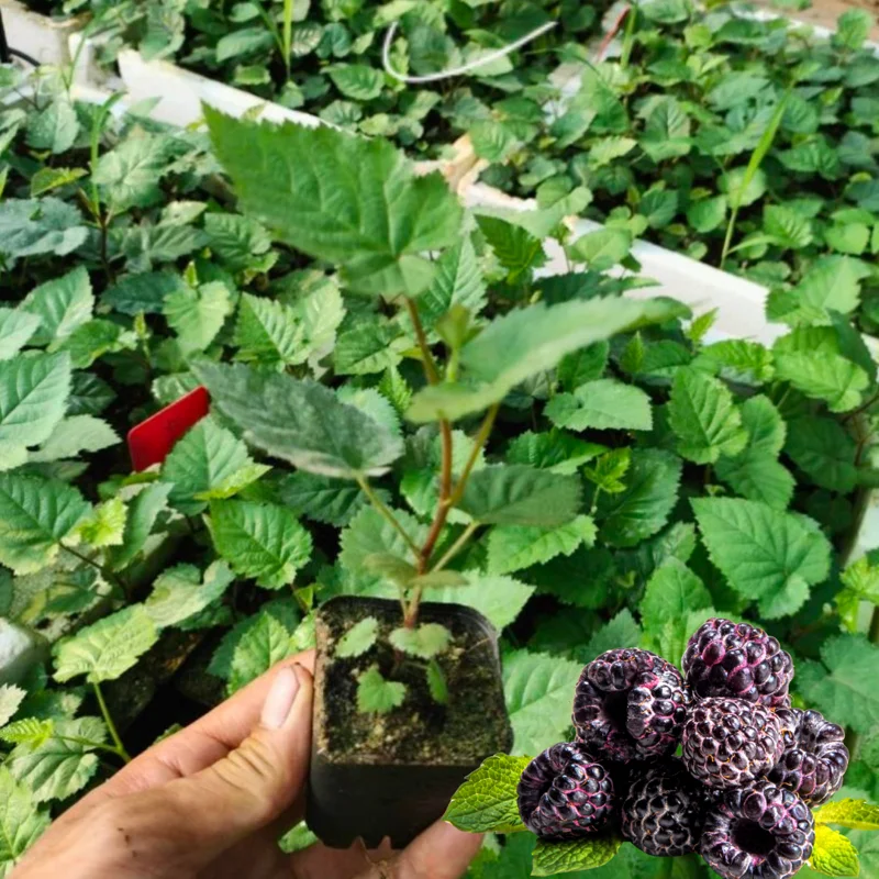 Aparaho Blackberry Plants, Set 2 Thornless Blackberry Plants Live for Planting, Blackberry Fruit Trees Live Plants, Blackberries Plants, Blackberry Bushes Outdoor