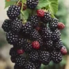 2 Thornless Blackberry Plants, Blackberries Plants Live for Planting, Blackberry Bush Live Plant, Blackberry Fruit Bushes, Fruit Tree Outdoor