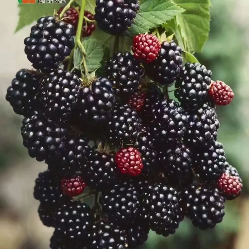 2 Thornless Blackberry Plants, Blackberries Plants Live for Planting, Blackberry Bush Live Plant, Blackberry Fruit Bushes, Fruit Tree Outdoor
