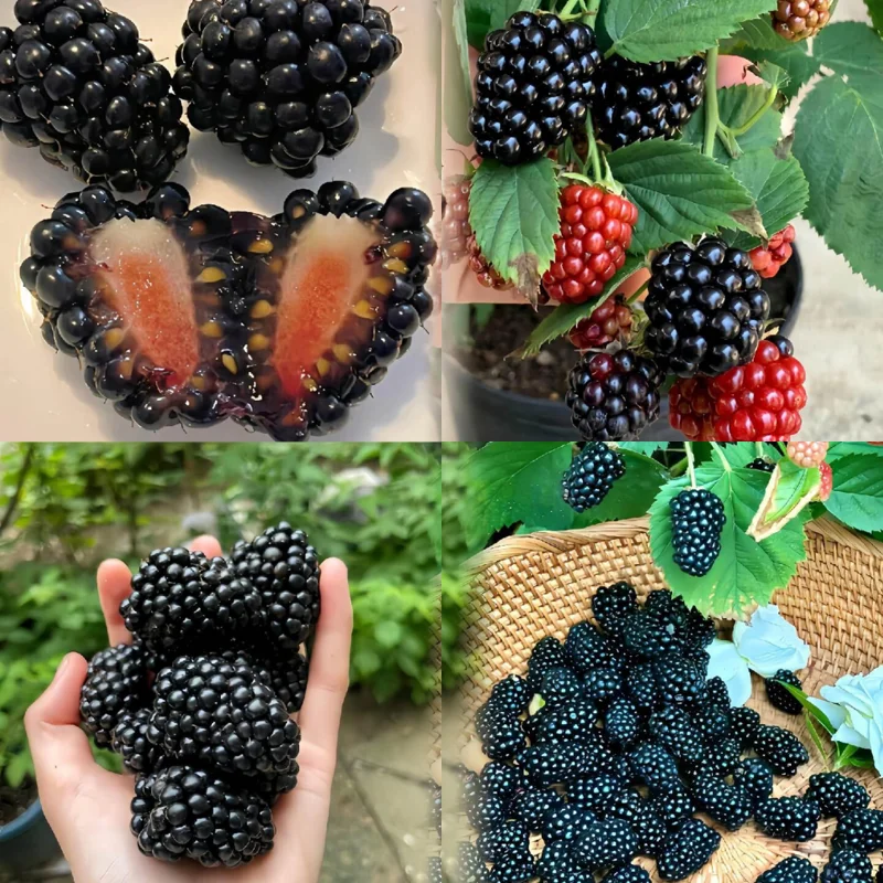 2 Thornless Blackberry Plants, Blackberries Plants Live for Planting, Blackberry Bush Live Plant, Blackberry Fruit Bushes, Fruit Tree Outdoor