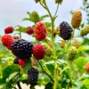2 Blackberry Plants, Thornless Blackberry Plants Live, Blackberry Bush Live Plant, Blackberries Plants for Planting, Fruit Bushes Live Plant, Blackberry Fruit Trees Outdoor