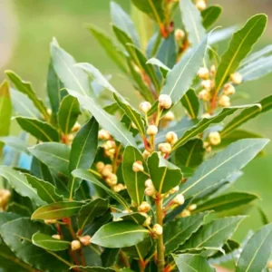 Bay Leaf Plant Live for Planting, Bay Laurel Tree Live Plant, Laurus Nobilis Bay Leaf Tree, Bay Leaves Plant 4