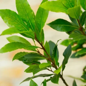 Bay Leaf Plant Live for Planting, Bay Laurel Tree Live Plant, Laurus Nobilis Bay Leaf Tree, Bay Leaves Plant 4