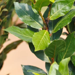 Bay Leaf Plant Live for Planting, Bay Laurel Tree Live Plant, Laurus Nobilis Bay Leaf Tree, Bay Leaves Plant 4