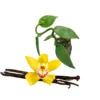 Vanilla Orchid Live Plant, Vanilla Planifolia Plant, Vanilla Bean Orchid Live Plant 4 to 6 Inches Tall