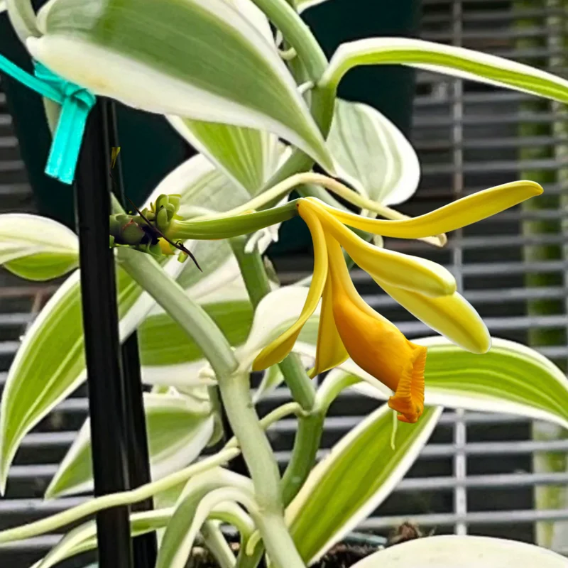 Variegated Vanilla Bean Orchid Live Plant, Vanilla Orchid Plant, Vanilla Planifolia 4" to 6" Height