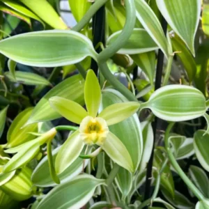 Variegated Vanilla Bean Orchid Live Plant, Vanilla Orchid Plant, Vanilla Planifolia 4