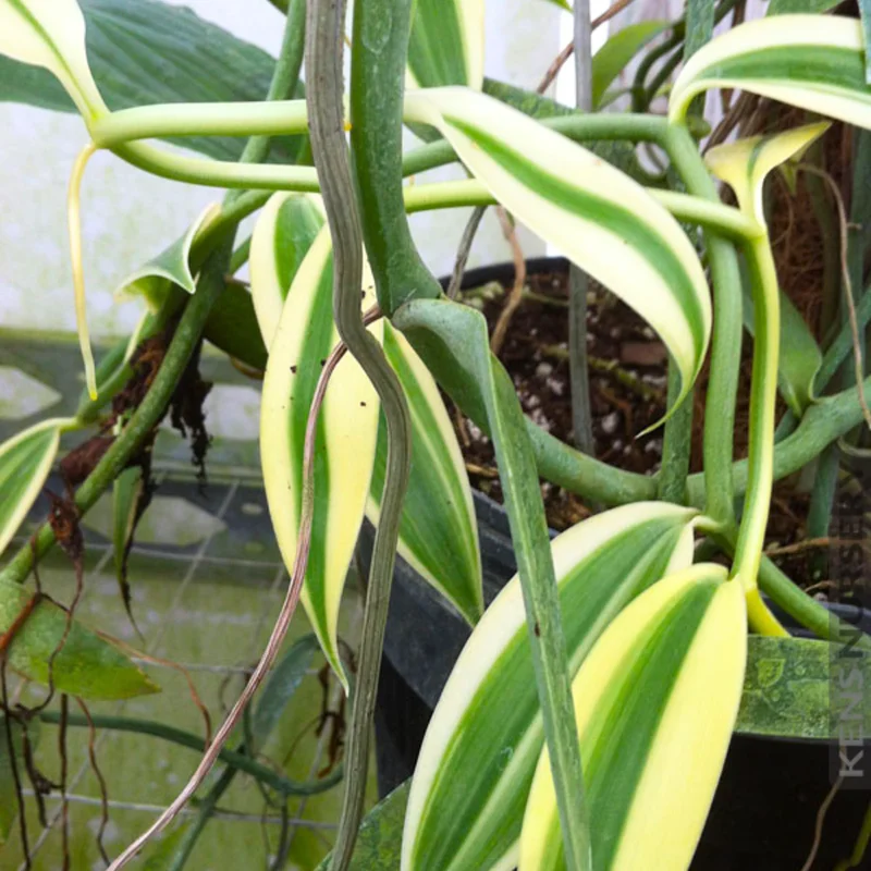 Variegated Vanilla Bean Orchid Live Plant, Vanilla Orchid Plant, Vanilla Planifolia 4" to 6" Height