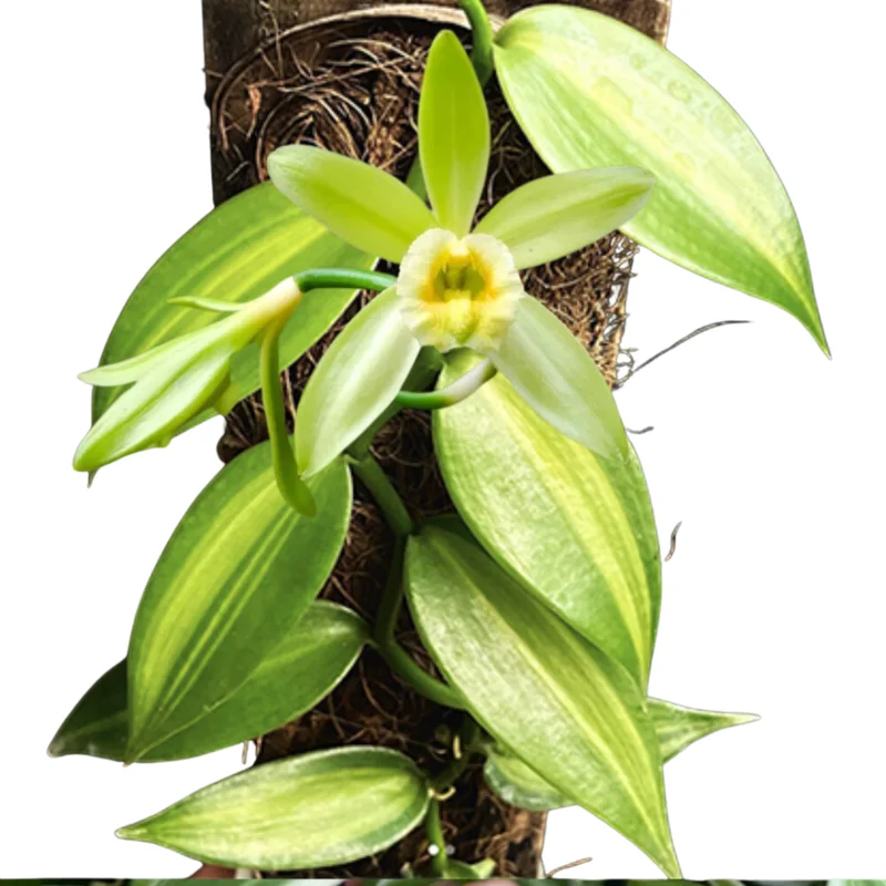 Variegated Vanilla Bean Orchid Live Plant, Vanilla Orchid Plant, Vanilla Planifolia 4" to 6" Height