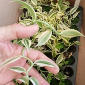Variegated Vanilla Bean Orchid Live Plant, Vanilla Orchid Plant, Vanilla Planifolia 4