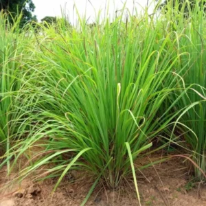 Lemon Grass Live Plant, Live Lemon Grass Plants For Outside, Lemongrass Plants Live Indoor, 2 Plants