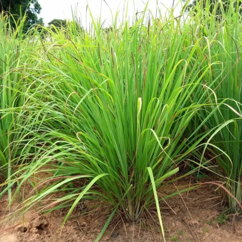 Lemon Grass Live Plant, Live Lemon Grass Plants For Outside, Lemongrass Plants Live Indoor, 2 Plants