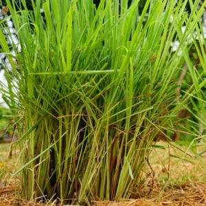 Lemon Grass Live Plant, Live Lemon Grass Plants For Outside, Lemongrass Plants Live Indoor, 2 Plants