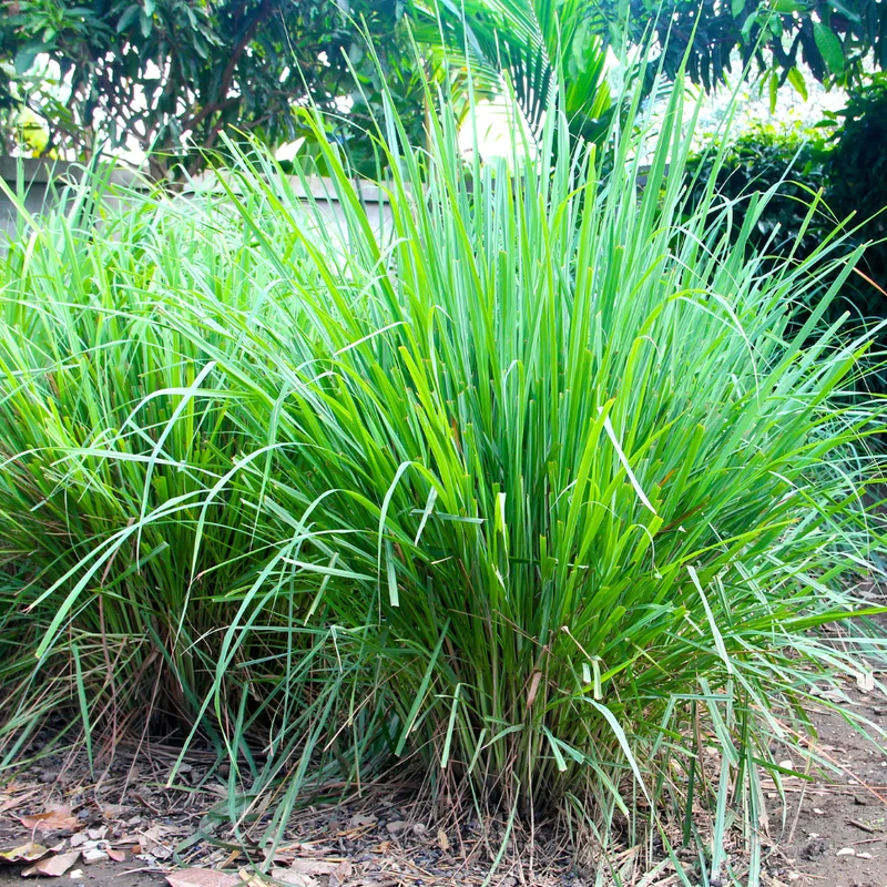 Lemon Grass Plants, Set 3 Live Rooted Lemongrass Plant, Lemon Grass Live Plant Indoor Outdoor