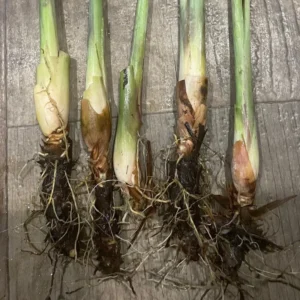 6 Live Rooted Lemongrass Plant, Lemon Grass Plants Rooted, Lemongrass Live Plant