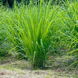 6 Live Rooted Lemongrass Plant, Lemon Grass Plants Rooted, Lemongrass Live Plant