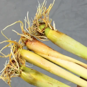 6 Live Rooted Lemongrass Plant, Lemon Grass Plants Rooted, Lemongrass Live Plant