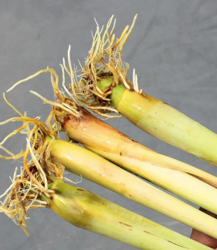 Lemongrass Plant, Set 5 Lemon Grass Live Plant, Rooted Lemongrass Plant Lemongrass Stalks