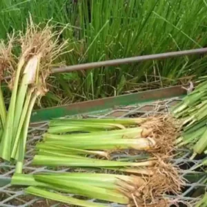 15 Lemongrass Plants, Lemon Grass Live Plant for Outside, Live Rooted Lemongrass Plant Stalks for Planting